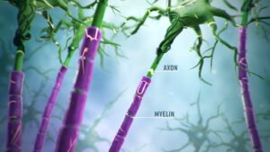 3D view of axons and myelin sheaths in the brain – showing neurostructure central to the Imeka 3D animation for neurodegenerative research.