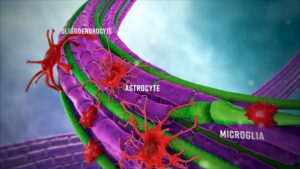 3D illustration of oligodendrocytes, astrocytes, and microglia interacting with axons in white matter – from the Imeka 3D animation.