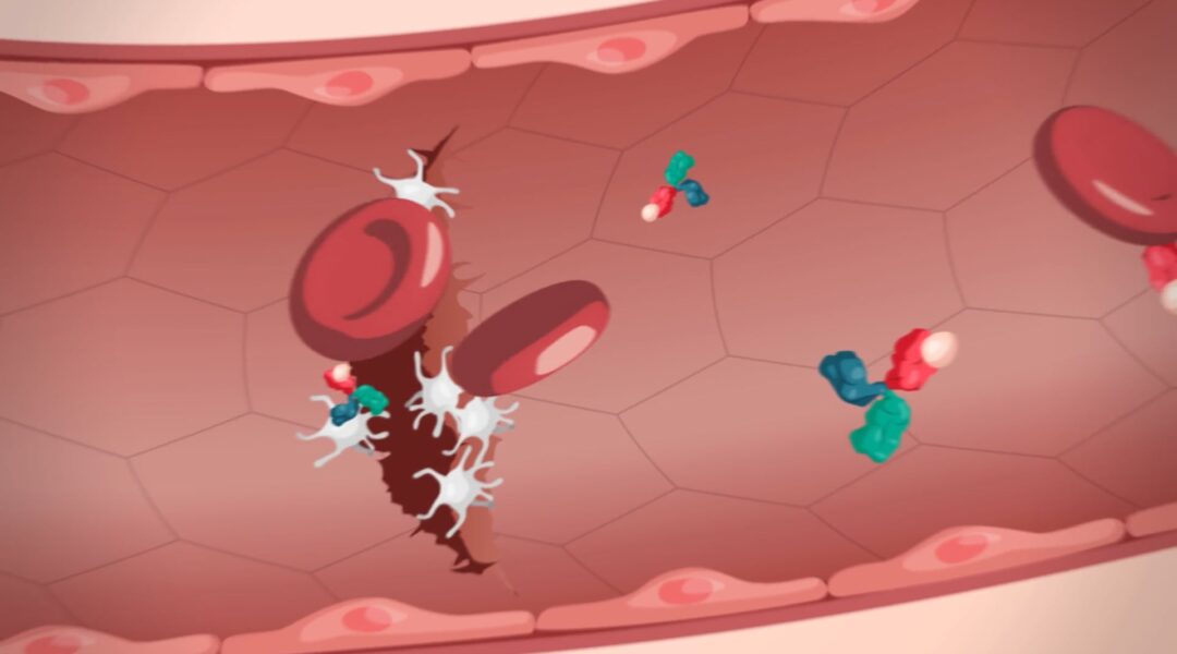Illustration of blood vessel injury showing platelets and bispecific antibodies promoting clot formation in Hemab Therapeutics’ MoA video.